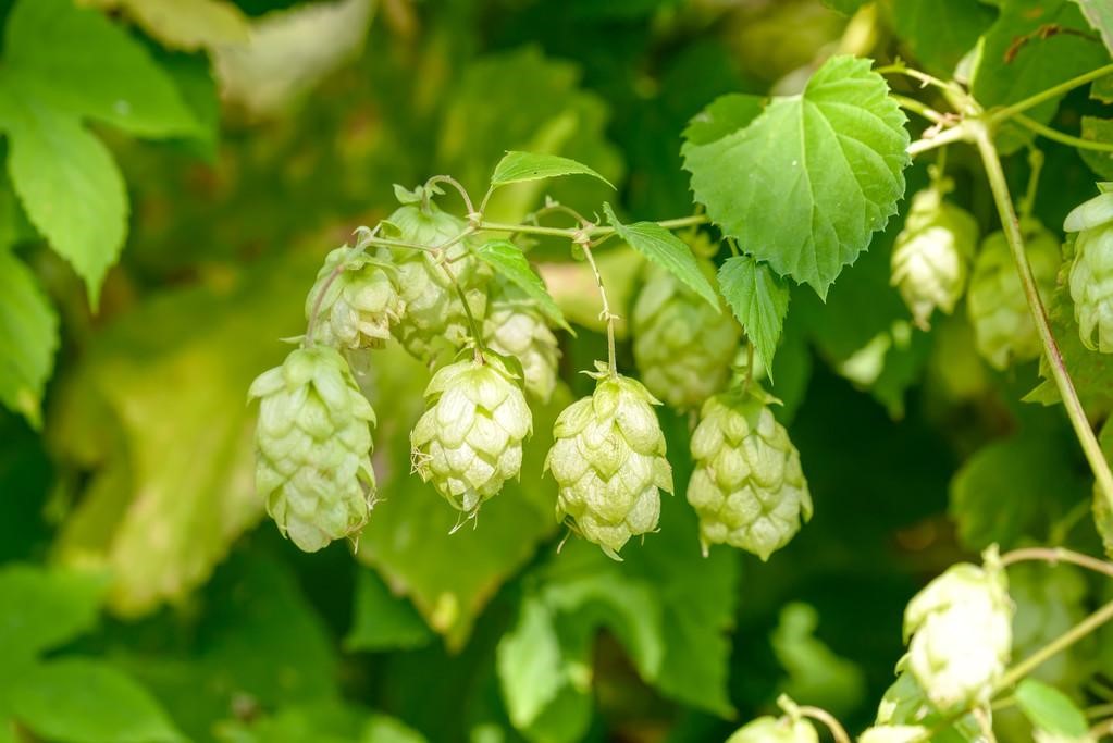 The role of hops in craft beer brewing